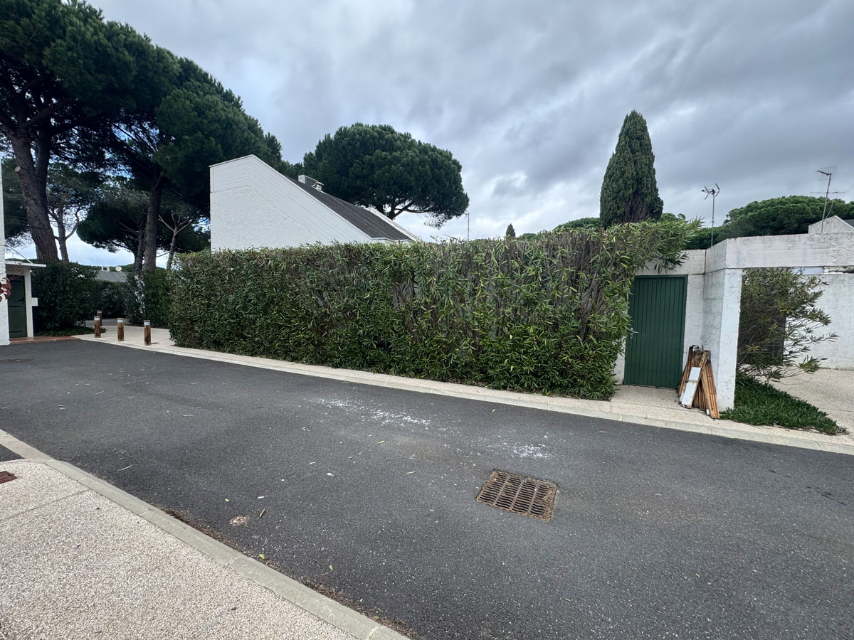 taille de haie apres